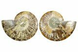 Cut & Polished Crystal-Filled Ammonite Fossil - Madagascar #364922-1